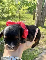 Phil, a male Cavapoo for sale in Jacksonville, TX – Photo 3 of 3