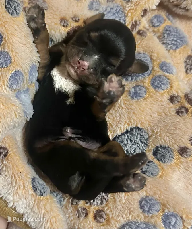 Phil – Cavapoo puppy for sale in Jacksonville, TX