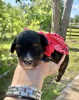 Phil, a male Cavapoo for sale in Jacksonville, TX – Photo 2 of 3