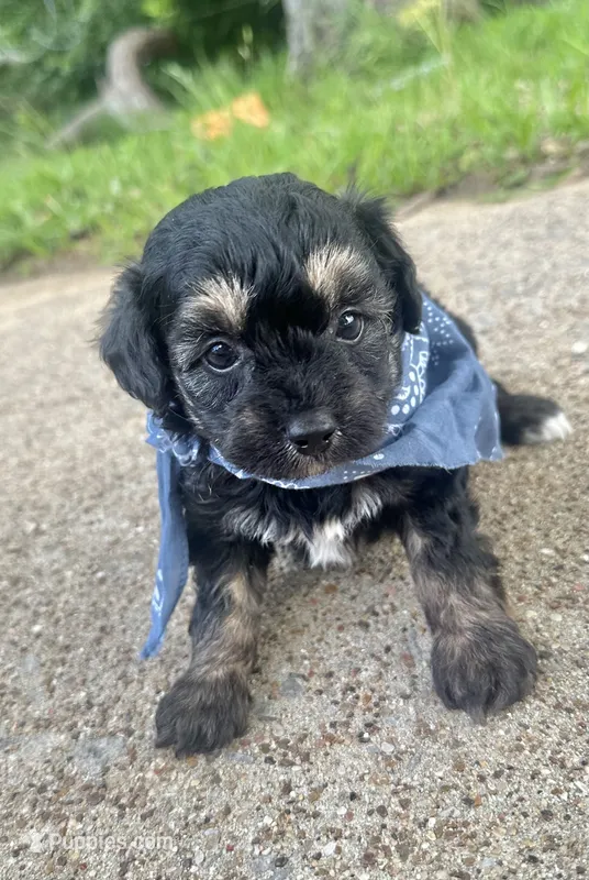 Chuckles – Aussiedoodle puppy for sale in Jacksonville, TX