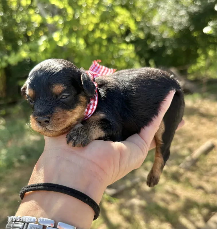 Baxter – Cavapoo puppy for sale in Jacksonville, TX