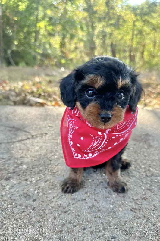 Baxter – Cavapoo puppy for sale in Jacksonville, TX