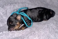 Buck, a male Cavapoo for sale in Jacksonville, TX – 3 of 3