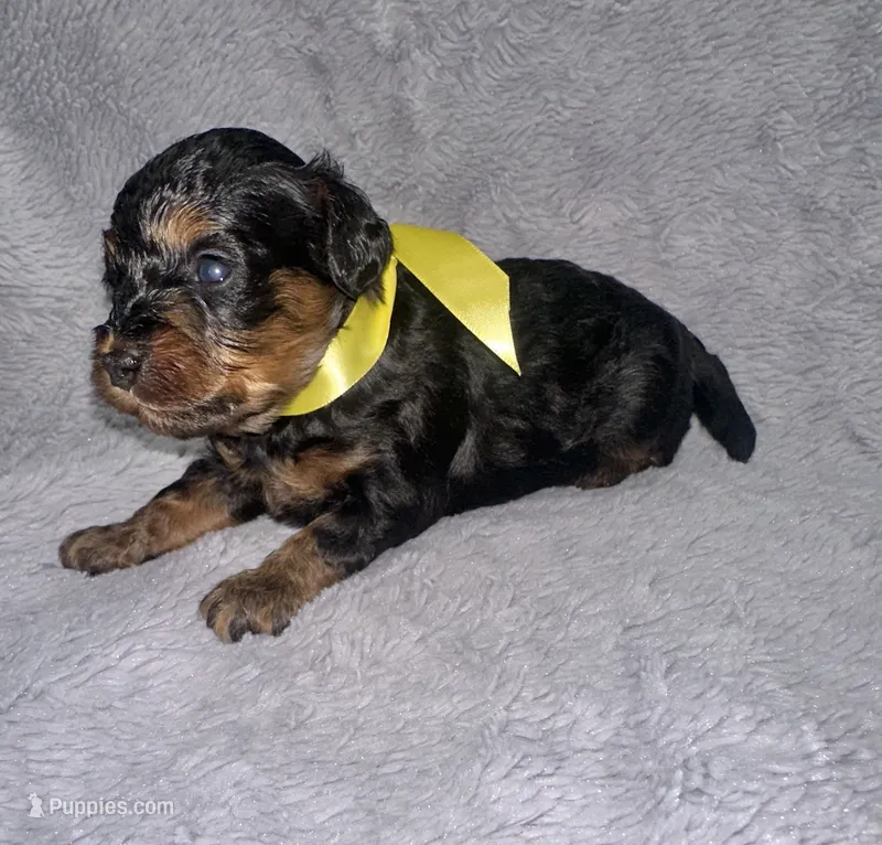 Buck – Cavapoo puppy for sale in Jacksonville, TX