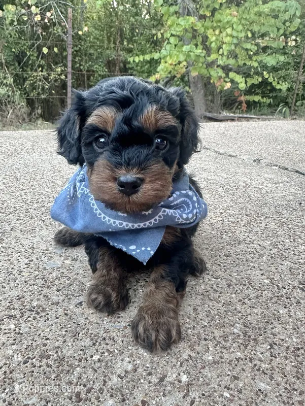 Buck – Cavapoo puppy for sale in Jacksonville, TX