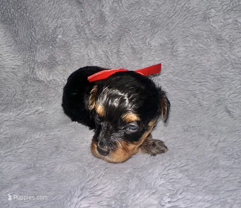 Baxter – Cavapoo puppy for sale in Jacksonville, TX