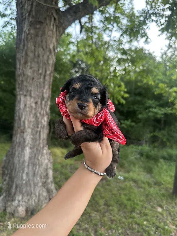 Charlie – Aussiedoodle puppy for sale in Jacksonville, TX