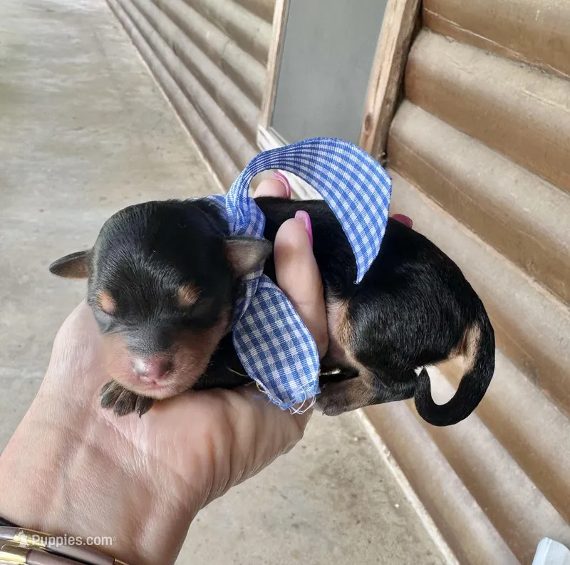 Charlie – Aussiedoodle puppy for sale in Jacksonville, TX