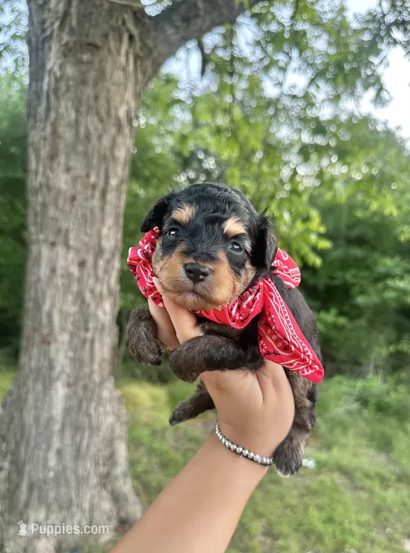 Charlie – Aussiedoodle puppy for sale in Jacksonville, TX