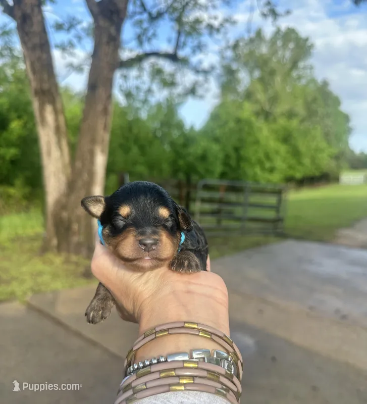 Charlie – Aussiedoodle puppy for sale in Jacksonville, TX