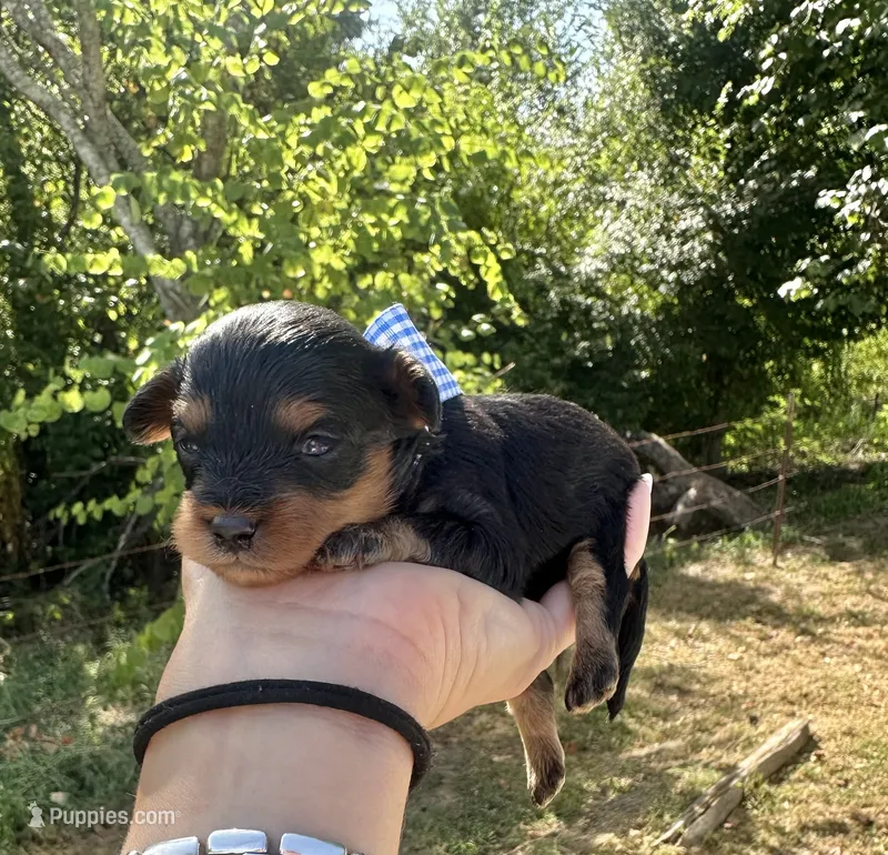 Bandit – Cavapoo puppy for sale in Jacksonville, TX
