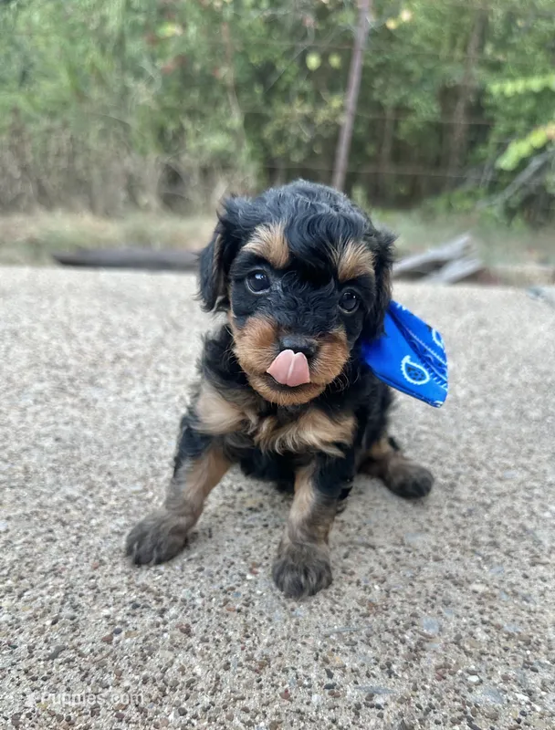 Bandit – Cavapoo puppy for sale in Jacksonville, TX