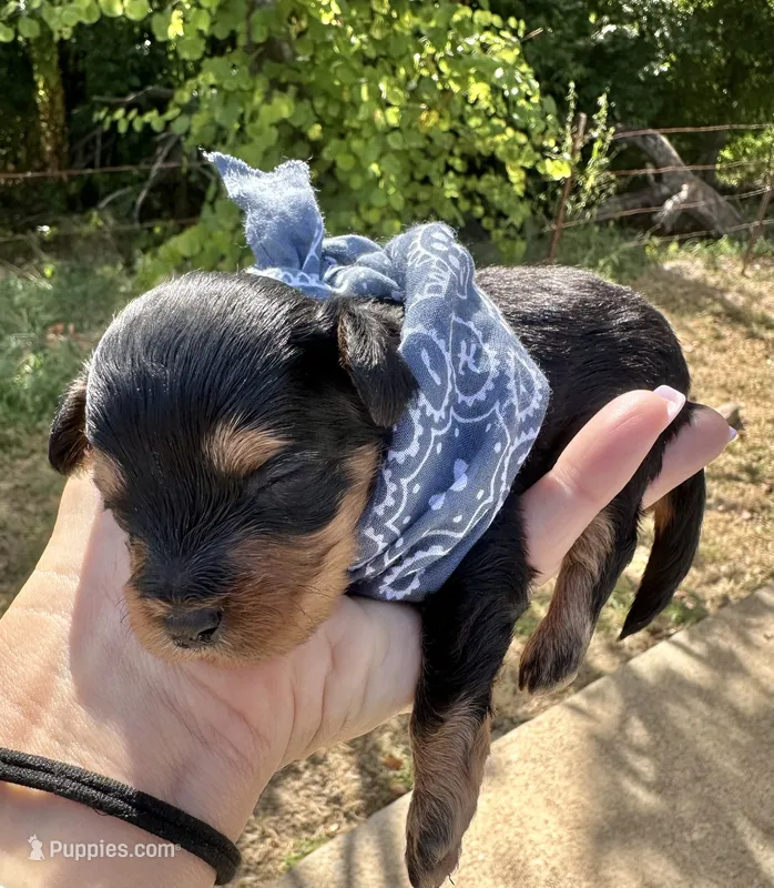 Boone – Cavapoo puppy for sale in Jacksonville, TX