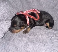 Baxter, a male Cavapoo for sale in Jacksonville, TX – 2 of 2