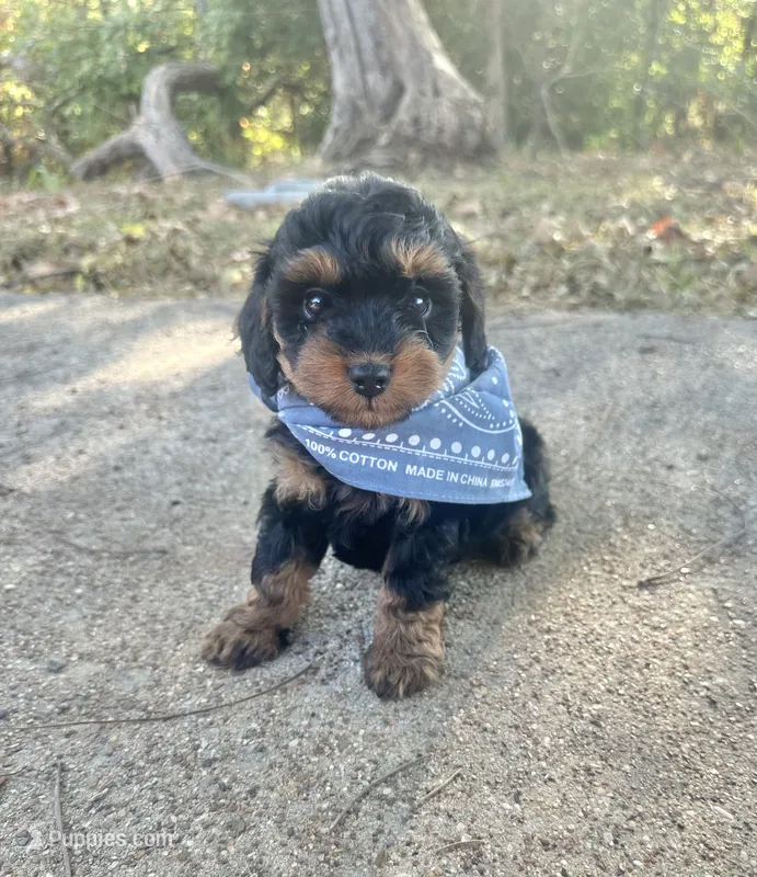 Buck – Cavapoo puppy for sale in Jacksonville, TX