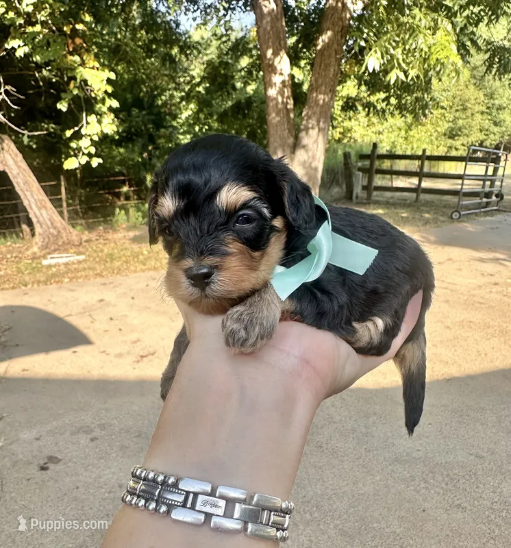 Boone – Cavapoo puppy for sale in Jacksonville, TX