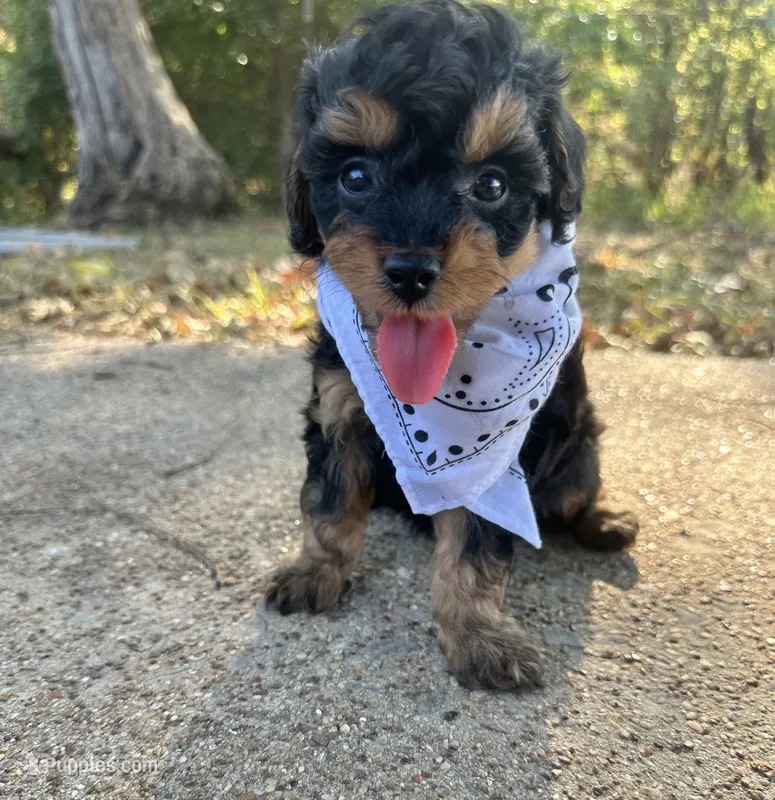Bandit – Cavapoo puppy for sale in Jacksonville, TX