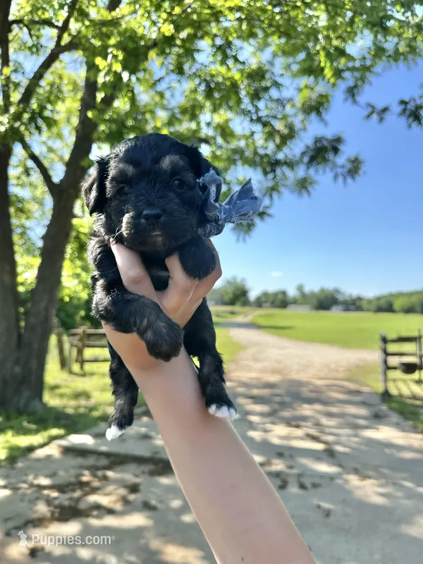 Chuckles – Aussiedoodle puppy for sale in Jacksonville, TX