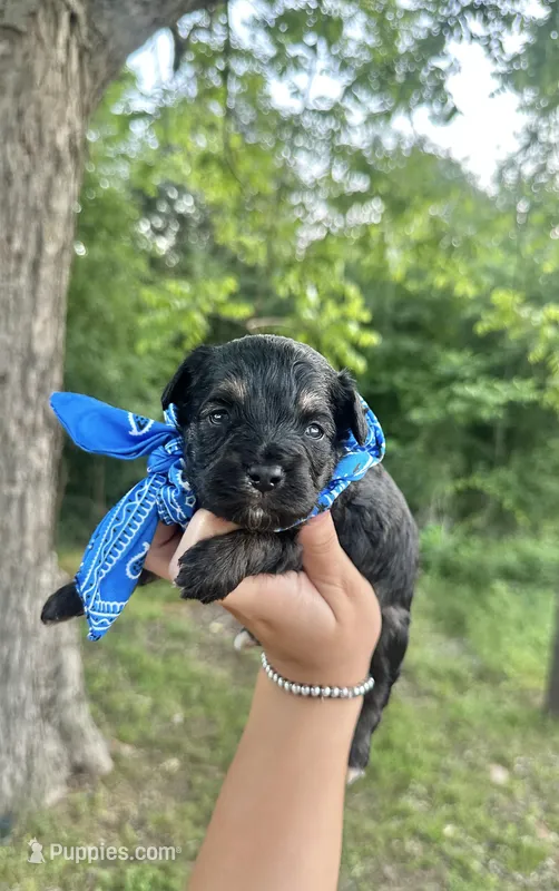 Chuckles – Aussiedoodle puppy for sale in Jacksonville, TX