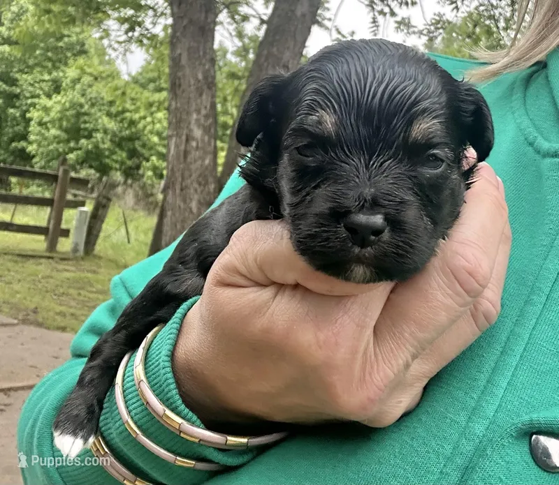 Chuckles – Aussiedoodle puppy for sale in Jacksonville, TX