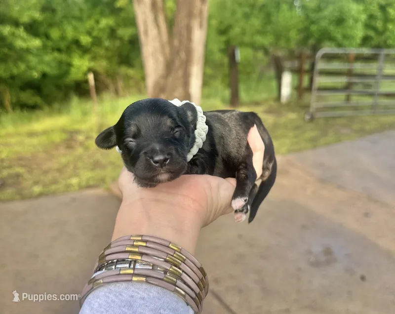 Chuckles – Aussiedoodle puppy for sale in Jacksonville, TX