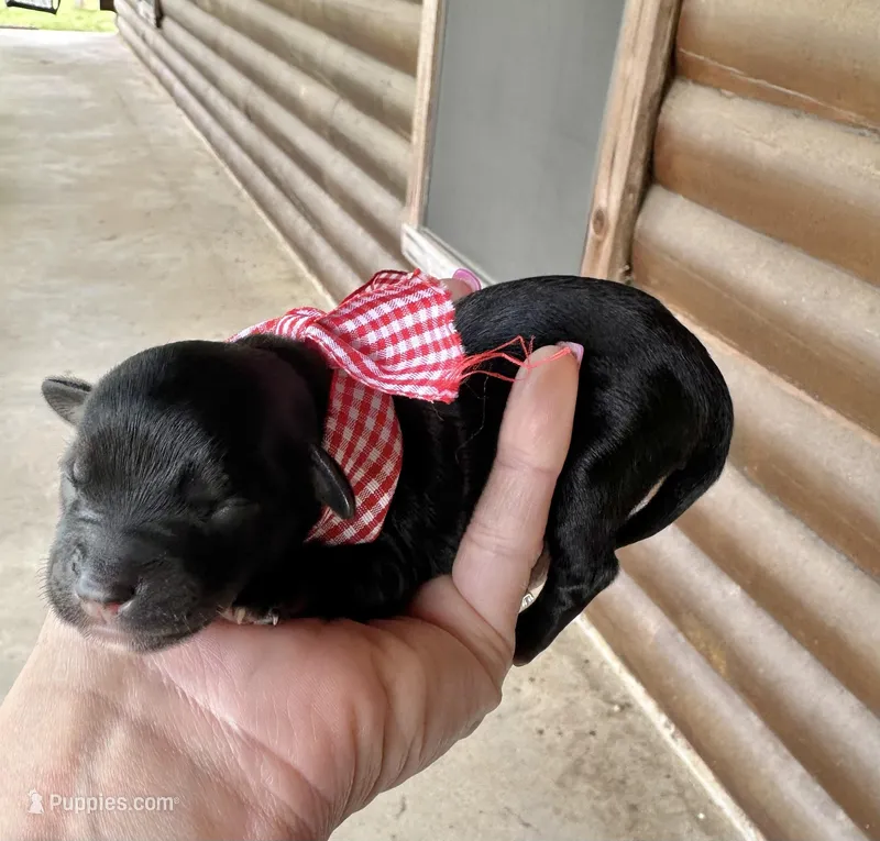 Chuckles – Aussiedoodle puppy for sale in Jacksonville, TX