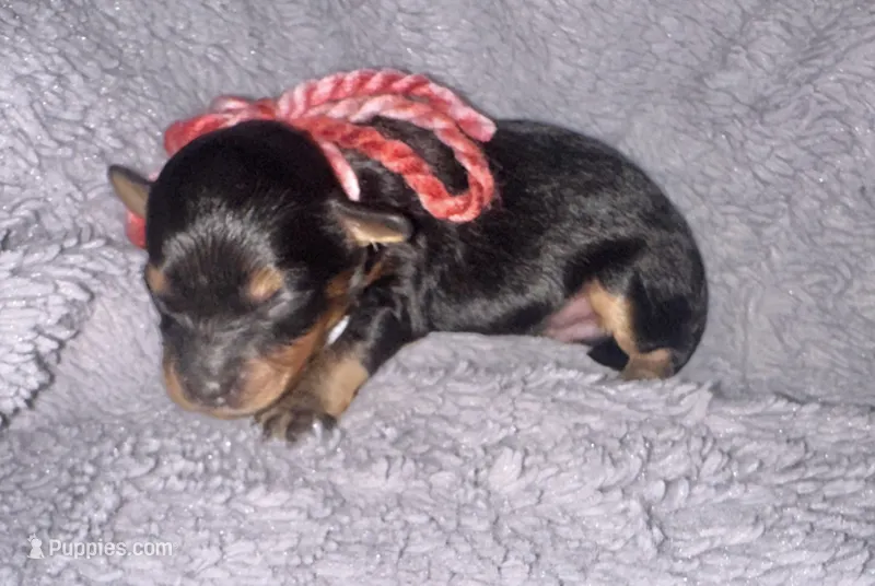 Baxter – Cavapoo puppy for sale in Jacksonville, TX