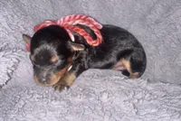 Baxter, a male Cavapoo for sale in Jacksonville, TX – 1 of 2