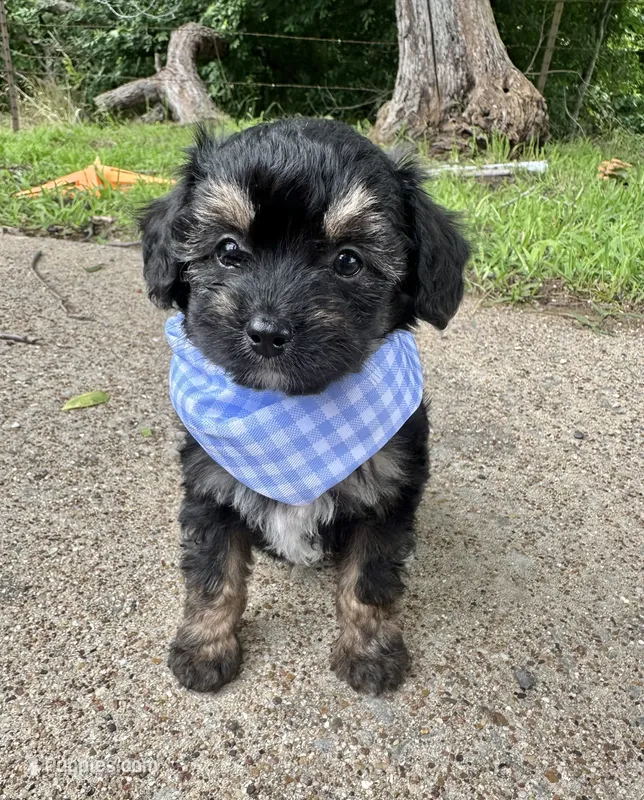 Chuckles – Aussiedoodle puppy for sale in Jacksonville, TX