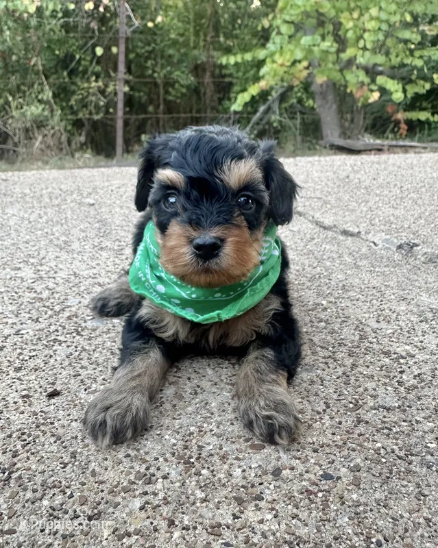 Boone – Cavapoo puppy for sale in Jacksonville, TX