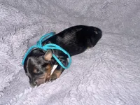 Buck, a male Cavapoo for sale in Jacksonville, TX – 2 of 3