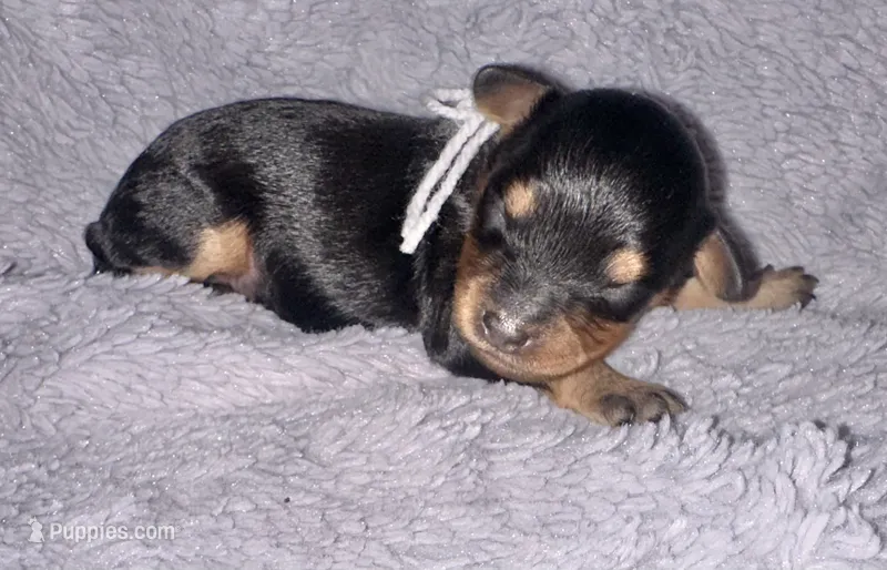 Boone – Cavapoo puppy for sale in Jacksonville, TX
