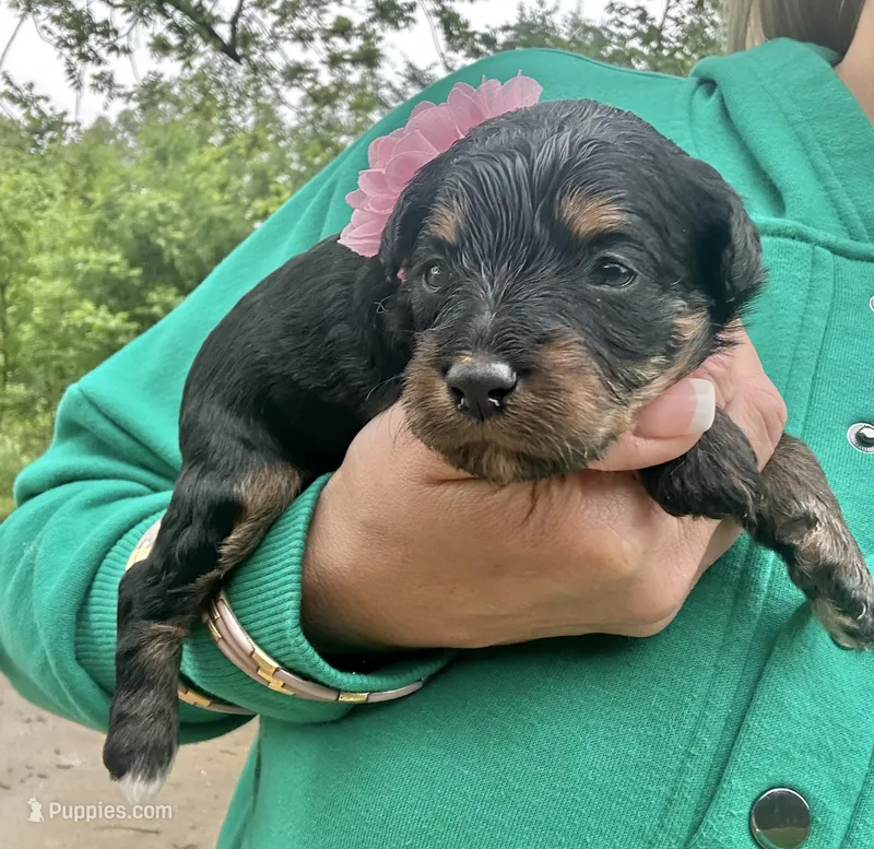 Clementine – Aussiedoodle puppy for sale in Jacksonville, TX