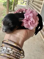 Clementine, a female Aussiedoodle for sale in Jacksonville, TX – Photo 1 of 3