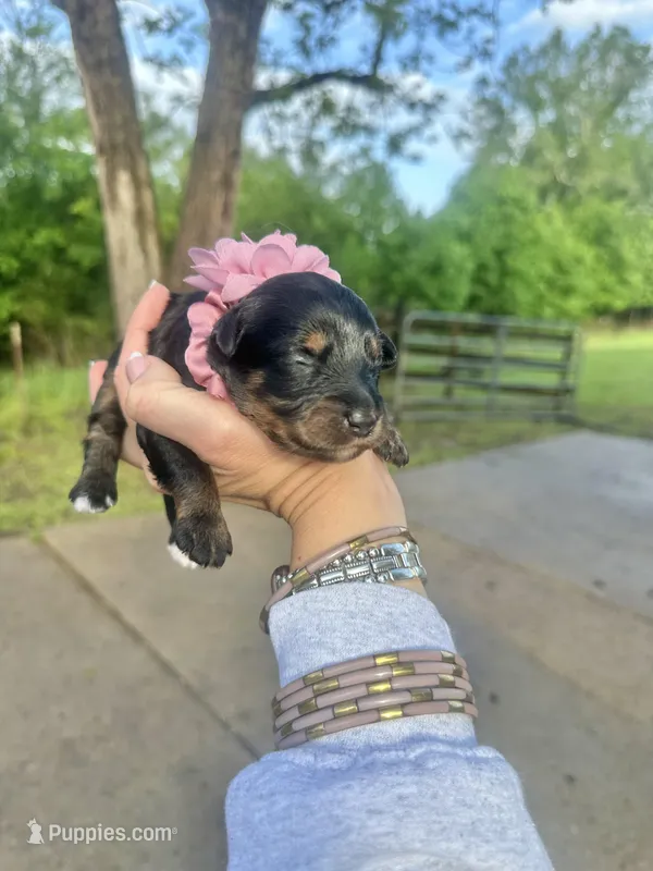 Clementine – Aussiedoodle puppy for sale in Jacksonville, TX