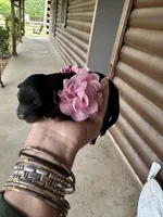 Clementine, a female Aussiedoodle for sale in Jacksonville, TX – Photo 2 of 3