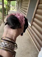 Clementine, a female Aussiedoodle for sale in Jacksonville, TX – Photo 3 of 3