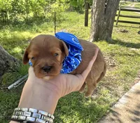 Al, a male Cavapoo for sale in Jacksonville, TX – Photo 3 of 4