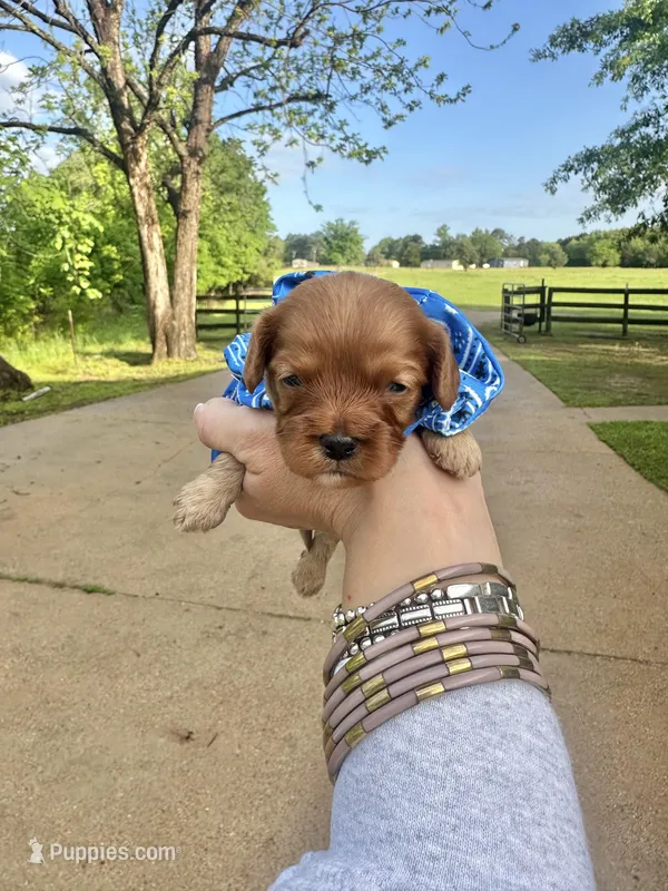 Al – Cavapoo puppy for sale in Jacksonville, TX