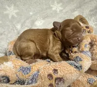 Al, a male Cavapoo for sale in Jacksonville, TX – Photo 2 of 4