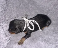 Boone, a male Cavapoo for sale in Jacksonville, TX – 3 of 3
