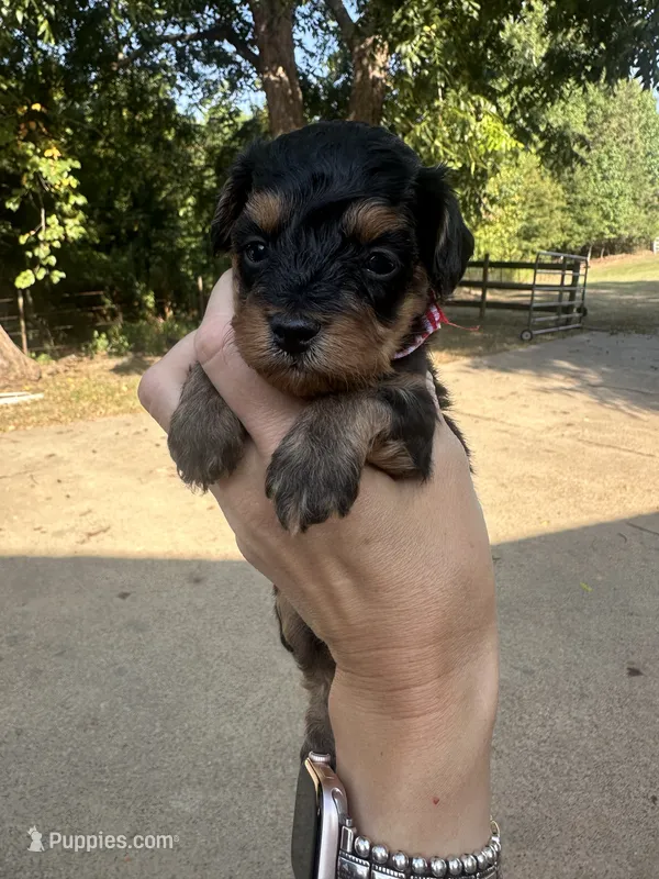 Baxter – Cavapoo puppy for sale in Jacksonville, TX