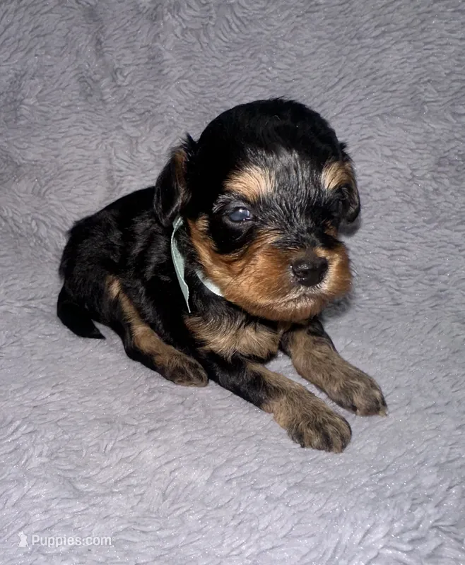 Boone – Cavapoo puppy for sale in Jacksonville, TX