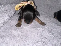 Bandit, a male Cavapoo for sale in Jacksonville, TX – 5 of 5