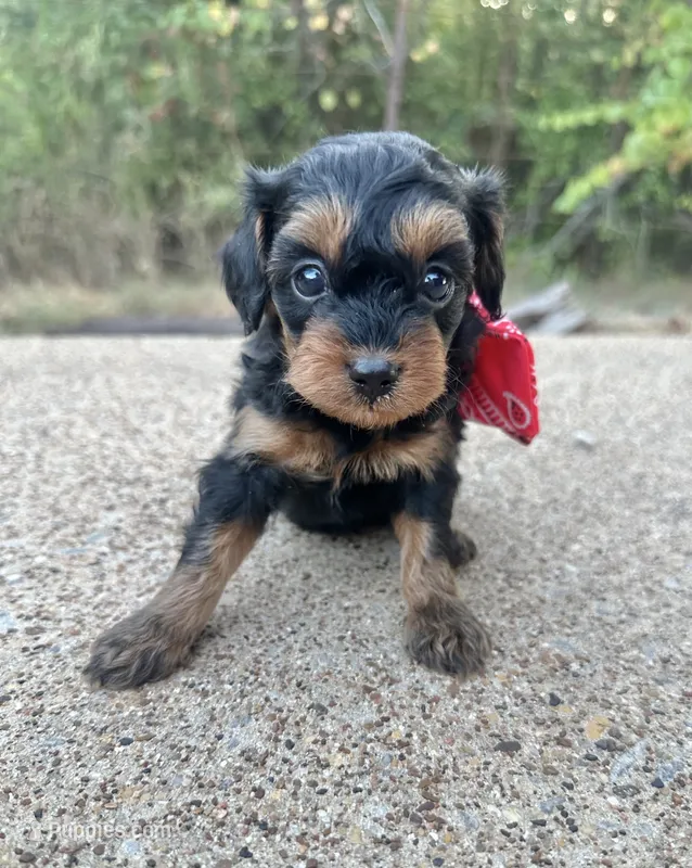 Baxter – Cavapoo puppy for sale in Jacksonville, TX