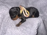 Bandit, a male Cavapoo for sale in Jacksonville, TX – 4 of 5