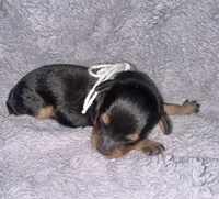 Boone, a male Cavapoo for sale in Jacksonville, TX – 2 of 3