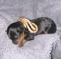 Bandit, a male Cavapoo for sale in Jacksonville, TX – 2 of 5