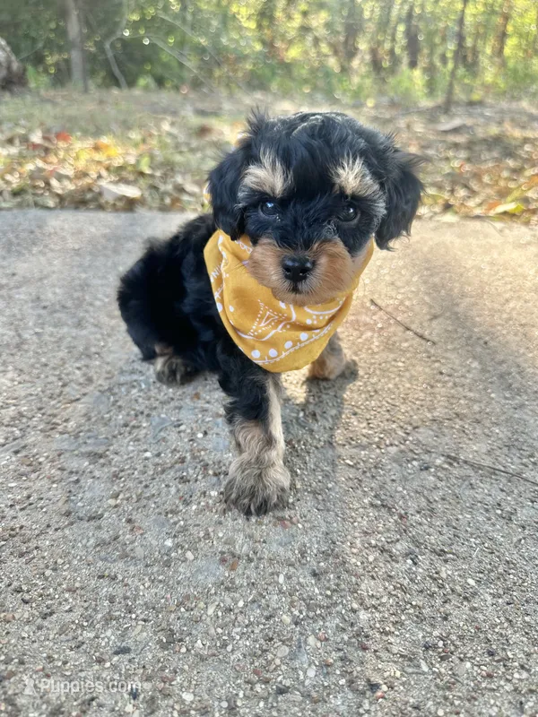 Boone – Cavapoo puppy for sale in Jacksonville, TX
