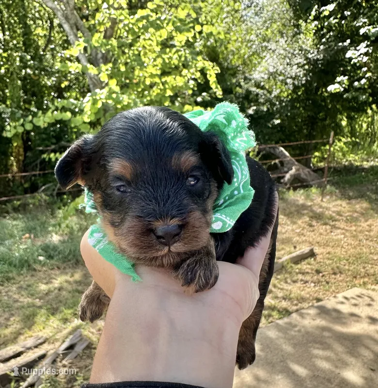 Buck – Cavapoo puppy for sale in Jacksonville, TX